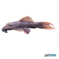 Red Fin Cactus Pleco (Pseudacanthicus pitanga)