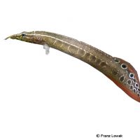 Red Fin Lesser Spiny Eel (Macrognathus aculeatus 'Red Fin')