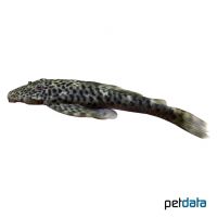 Red Fin Thresher Pleco (Squaliforma emarginata)