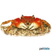 Red Flower Crab (Orisarma intermedium)