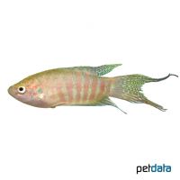 Red Gold Paradise Fish (Macropodus opercularis 'Red Gold')