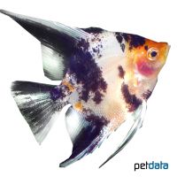 Red Head Koi Angelfish (Pterophyllum scalare var.)
