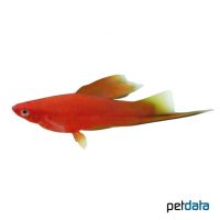 Red Highfin Swordtail (Xiphophorus hellerii var.)