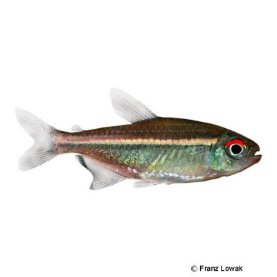 Red Laser Tetra (Hemigrammus coeruleus) - Pet Wiki