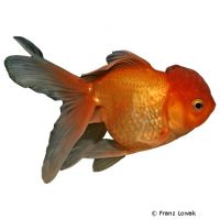 Red Lionhead Goldfish (Carassius auratus auratus)