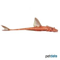 Red Lizard Catfish (Rineloricaria sp. 'Red')