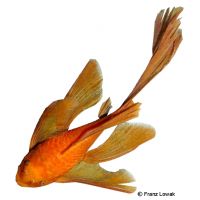 Red Longfin Bristlenose Catfish (Ancistrus cf. cirrhosus 'Red Longfin')