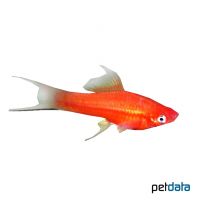 Red Lyre Swordtail (Xiphophorus hellerii var.)