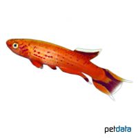 Red Lyretail Panchax (Aphyosemion australe 'Red')