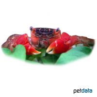Red Mangrove Crab (Manarma moeschii)