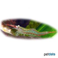 Red Nose Shrimp (Caridina gracilirostis)