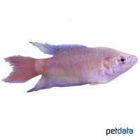Red Paradise Fish (Macropodus opercularis 'Red')