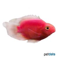 Red Parrot Cichlid (Cichlidae sp. 'Red Parrot')