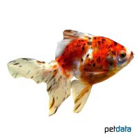Red Pearlscale Goldfish (Carassius auratus auratus)