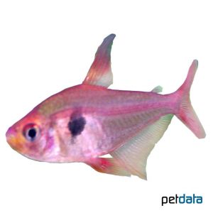 Red Phantom Tetra Hyphessobrycon Sweglesi Pet Wiki