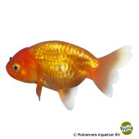 Red Ranchu Fancy Goldfish (Carassius auratus auratus)