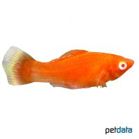 Red Sailfin Molly (Poecilia latipinna var.)