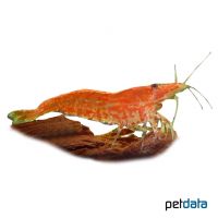 Red Sakura Shrimp (Neocaridina davidi var. 'Red Sakura')