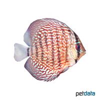 Red Scribbelt Discus (Symphysodon aequifasciatus var.)