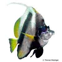 Red Sea Bannerfish (Heniochus intermedius)