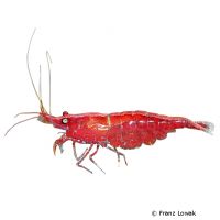 Red Shrimp (Neocaridina sp. 'Red')