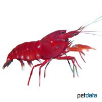 Red Snapping Shrimp (Alpheus bisincisus)