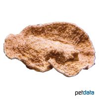 Red Stone Coral (LPS) (Echinophyllia echinoporoides)