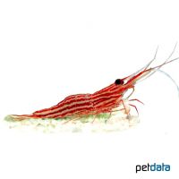 Red Stripe Shrimp (Caridina striata)