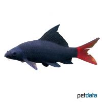 Red-Tailed Black Shark (Epalzeorhynchos bicolor)