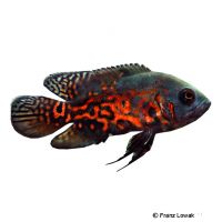 Red Tiger Oscar (Astronotus ocellatus 'Red Tiger')