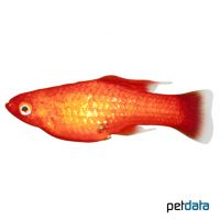 Red Variable Platy (Xiphophorus variatus var.)