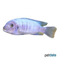 Red Zebra Cichlid (Metriaclima estherae 'Blue')