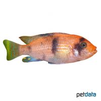 Red Zebra Cichlid (Metriaclima estherae 'OB')