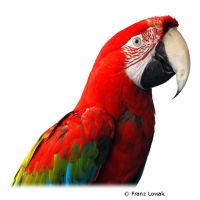 Red-and-green Macaw (Ara chloroptera)