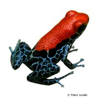 Red-backed Poison Frog (Ranitomeya reticulata)