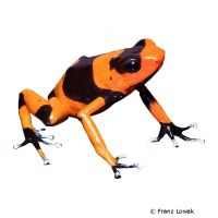 Red-banded Poison Frog (Oophaga lehmanni)