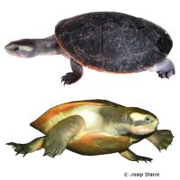 Red-bellied Short-necked Turtle (Emydura subglobosa)