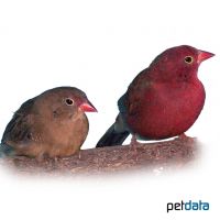 Red-billed Firefinch (Lagonosticta senegala)