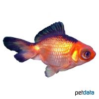 Red-black Fantail Goldfish (Carassius auratus auratus)