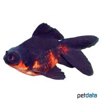 Red-black Telescope Goldfish (Carassius auratus auratus)