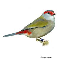 Red-browed Firetail (Aegintha temporalis)