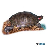 Red-eared Slider (Trachemys scripta elegans)