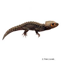 Red-eyed Crocodile Skink (Tribolonotus gracilis)