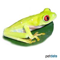 Red-eyed Treefrog (Agalychnis callidryas)