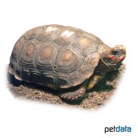 Red-footed Tortoise (Chelonoidis carbonarius)