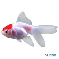 Red-head Fantail Goldfish (Carassius auratus auratus)