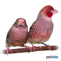 Red-headed Finch (Amadina erythrocephala)