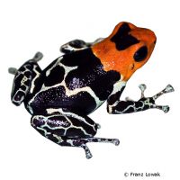 Red-headed Poison Frog (Ranitomeya fantastica)