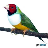 Red-headed White-breasted Gouldian Finch (Chloebia gouldiae)