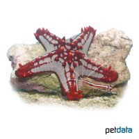 Red-knobbed Starfish (Protoreaster lincki)